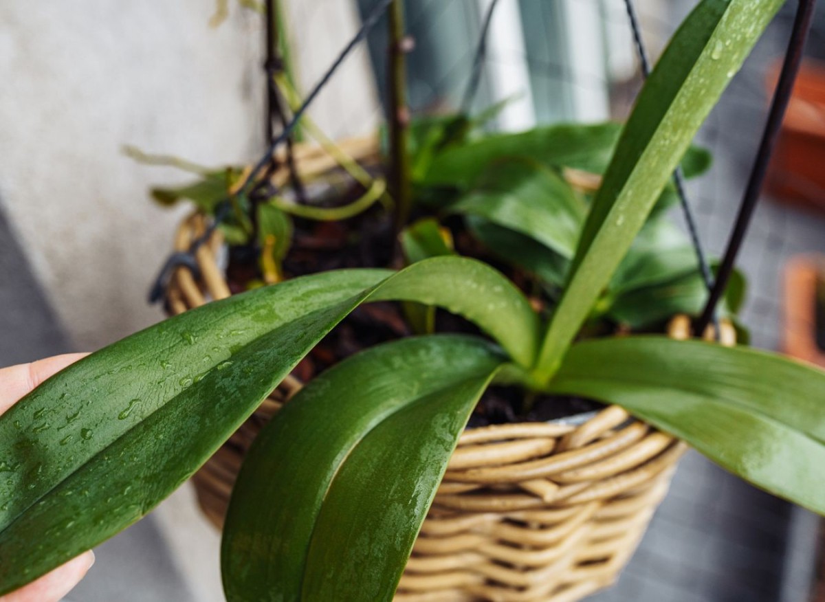 Japonský rituál, který obnovuje unavené orchideje, činí je zelenými a připravenými ke květu.