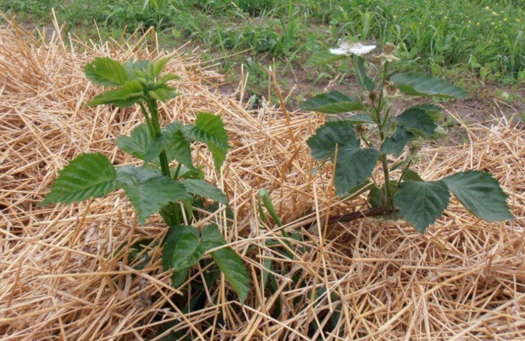 V listopadu to položte pod malinové keře – v létě se větve zlomí pod tíhou bobulí .