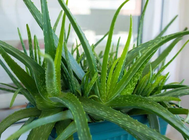 Rostlina aloe vera: proč se doporučuje zabalit ji do hliníkové fólie a jaké jsou její výhody