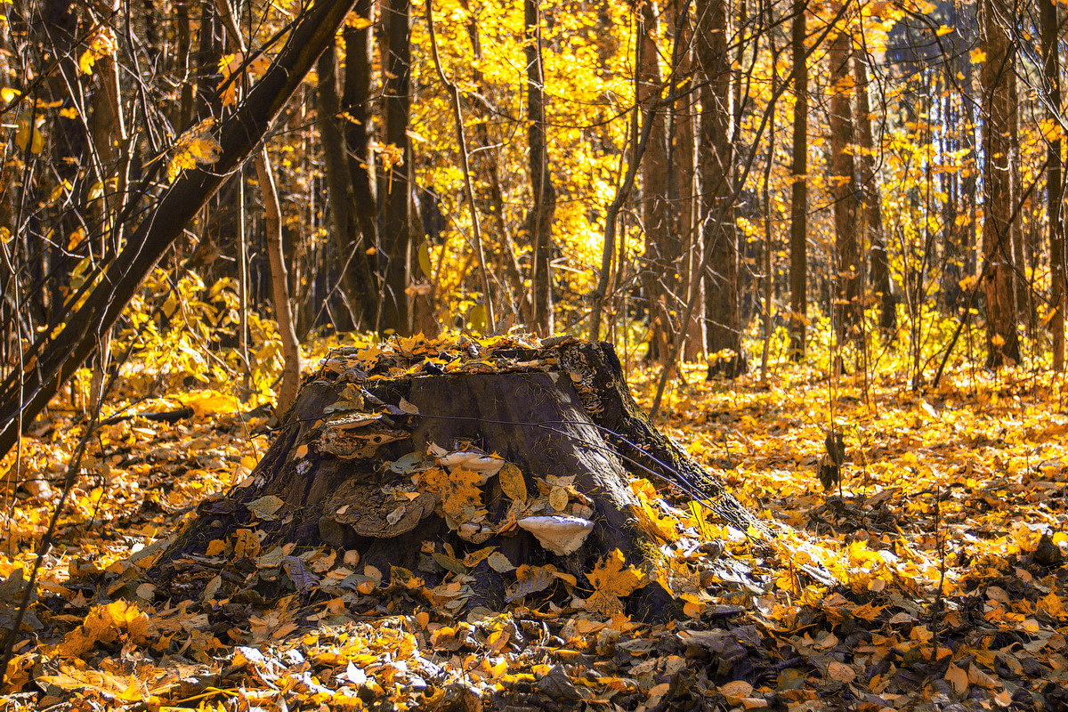 Pařez? Sledujte, jak zmizí přirozeným způsobem a bez námahy!