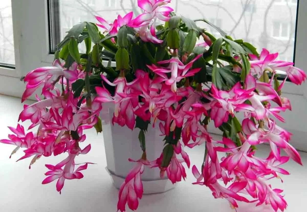 Sbohem, vánoční hvězdo: v Lidlu mají vánoční rostlinu, která ji nahradí a je mnohem lepší.