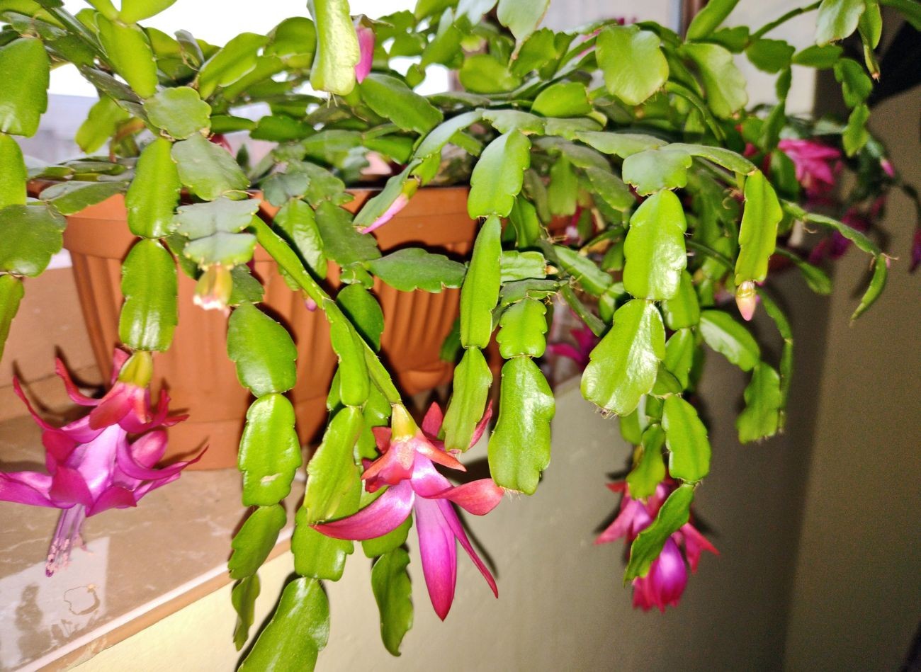 Listy vašeho kaktusu opadávají a vadnou? Jednejte rychle: přidejte do půdy trochu „černého hnojiva“.