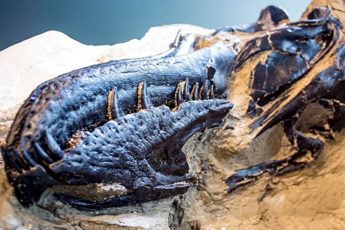 Skamenelina "bojující dinosauři" je nutí radikální přehodnocení zbytky