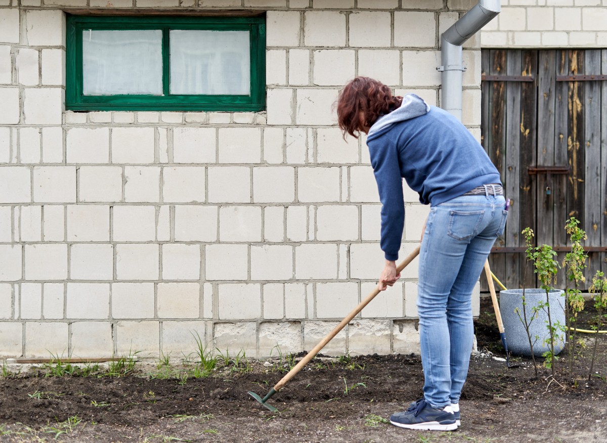Ideální pro prokypření půdy na zahradě na podzim. Přidáním do kompostu získáte vynikající hnojivo pro zeleninu