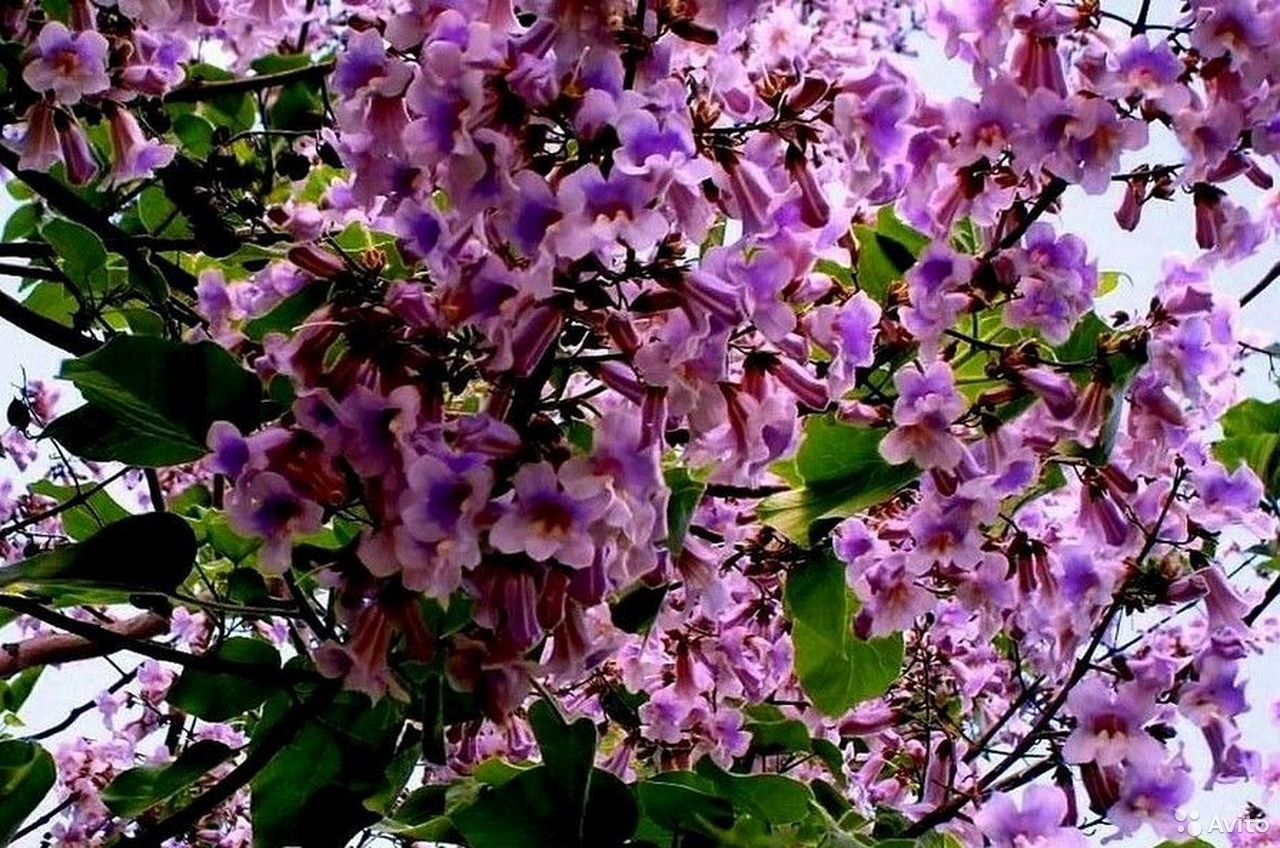 Kvete jako sen, ale v mnoha zemích je její pěstování zakázáno. Proč je třeba být opatrný s pavlovnií chlupatou?