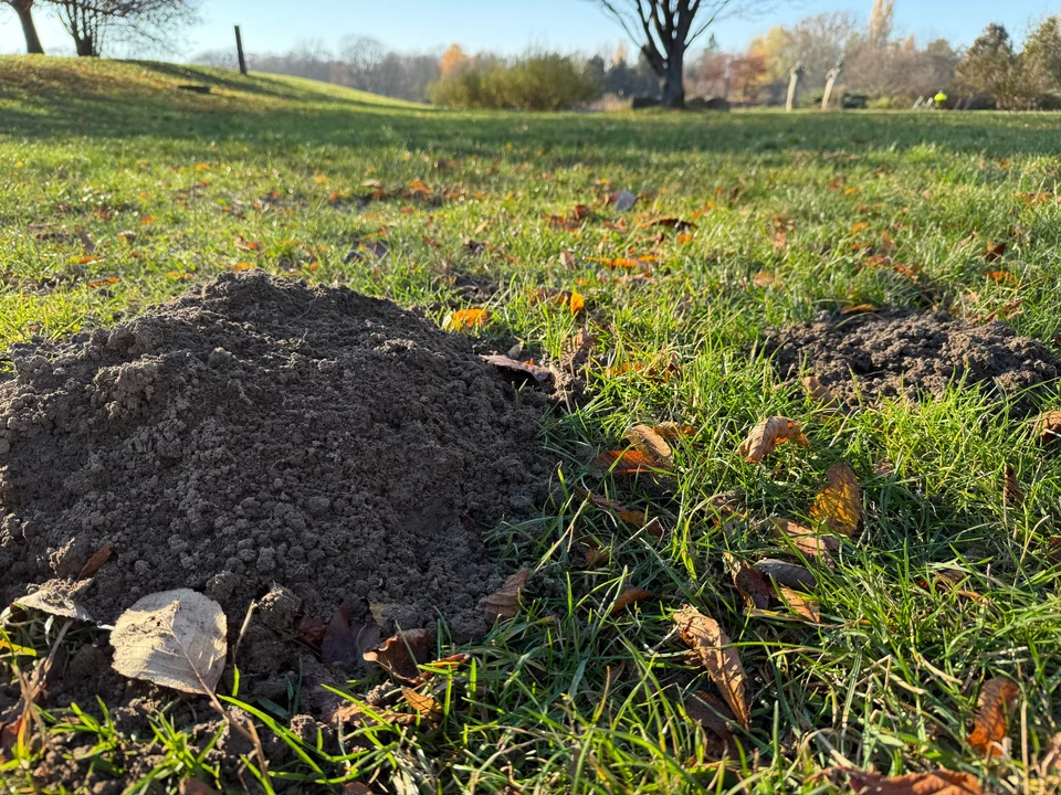 Myslíte si, že v zimě spí? Právě v tomto období způsobují krtci v zahradě největší nepořádek.
