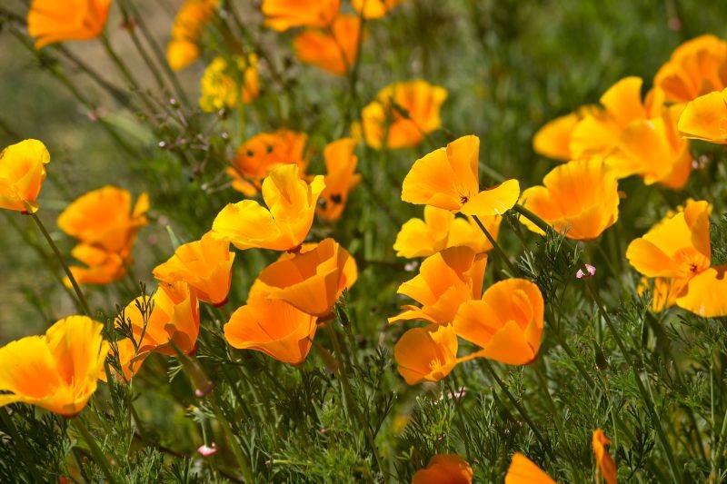 Jaké květiny zasít v zahradě před zimou? Výběr odolných a krásných druhů