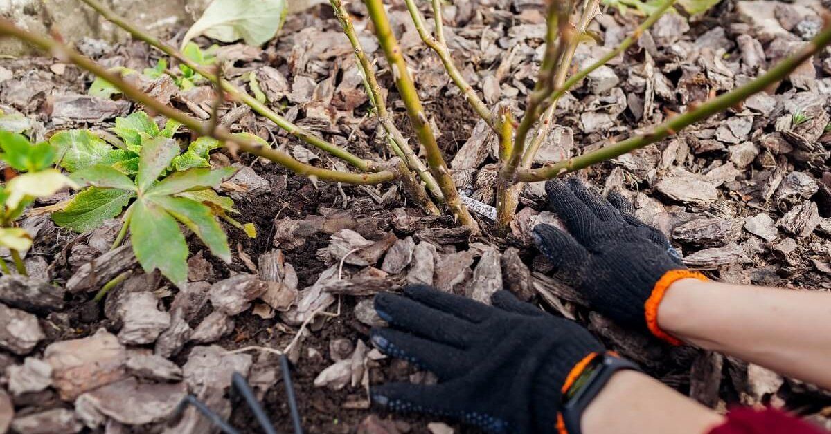 Proč někteří lidé podkládají kus rezavého kovu pod základnu růžových keřů?