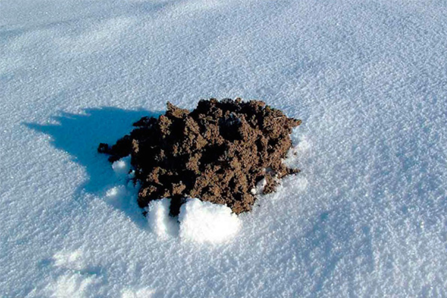 Myslíte si, že v zimě spí? Právě v tomto období způsobují krtci v zahradě největší nepořádek.