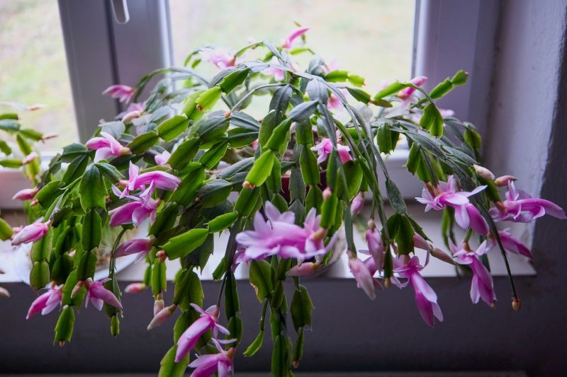 Ficus může žít až 100 let, ale s malou pomocí. Bude kvést bohatě a pravidelně