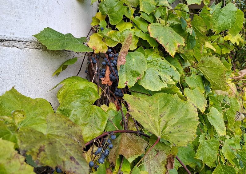 Jak chránit vinnou révu v zimě? Sklízení a zakrytí vinné révy.