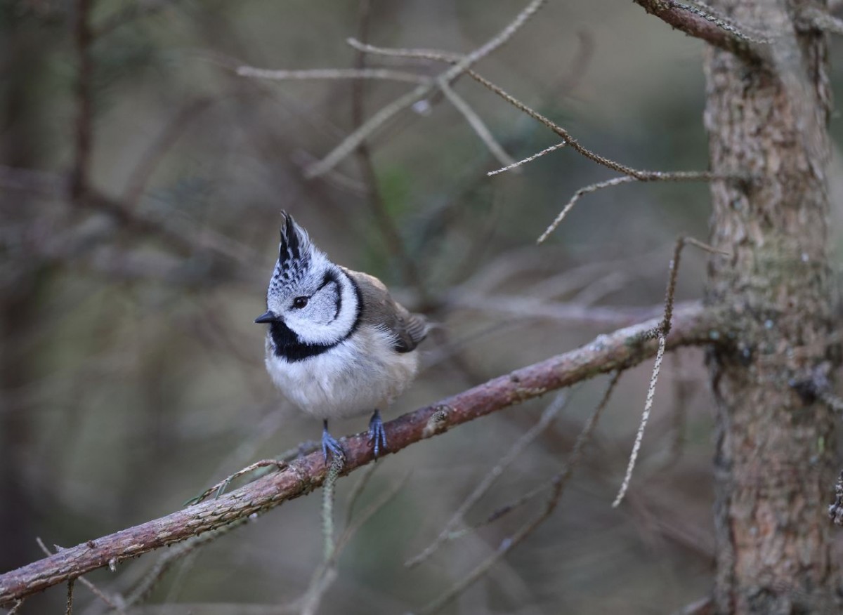 Krásná chocholatá sýkorka se vyskytuje pouze v Evropě. Pokud budete mít štěstí, přiletí k vašemu krmítku.