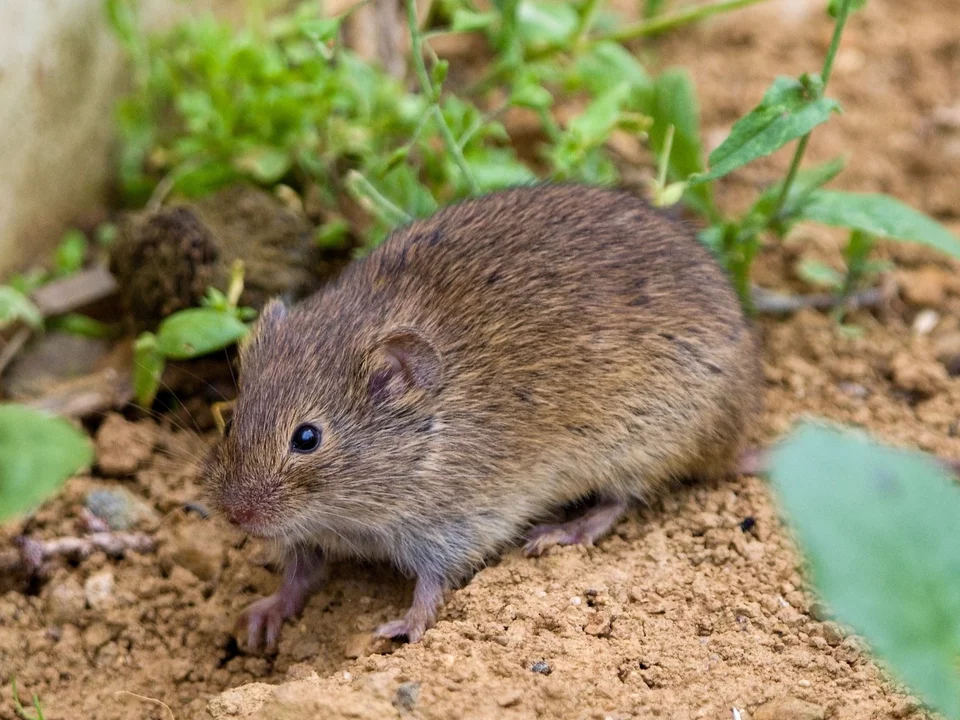 Vysypte to do nory. Škůdci zmizí do 24 hodin