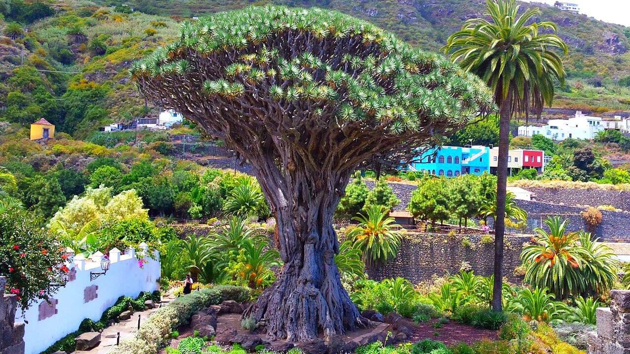 Na Tenerife je šest milionů čtverečních metrů potenciálně ohroženo termity