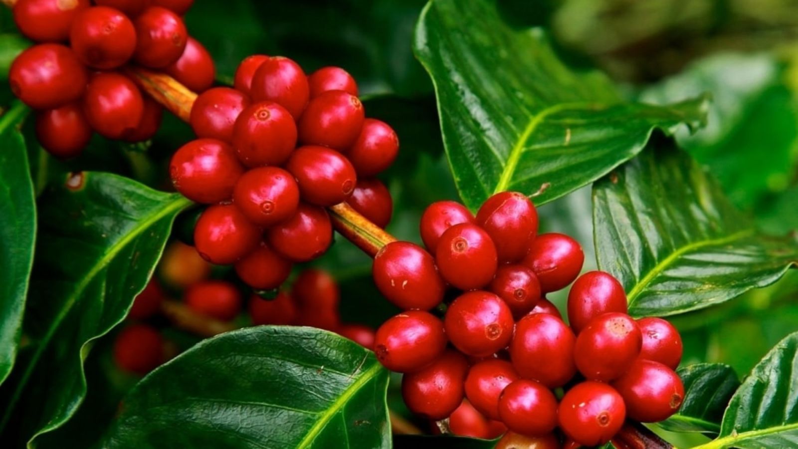 Jak se jmenuje kávovník? Málokdo zná odpověď.