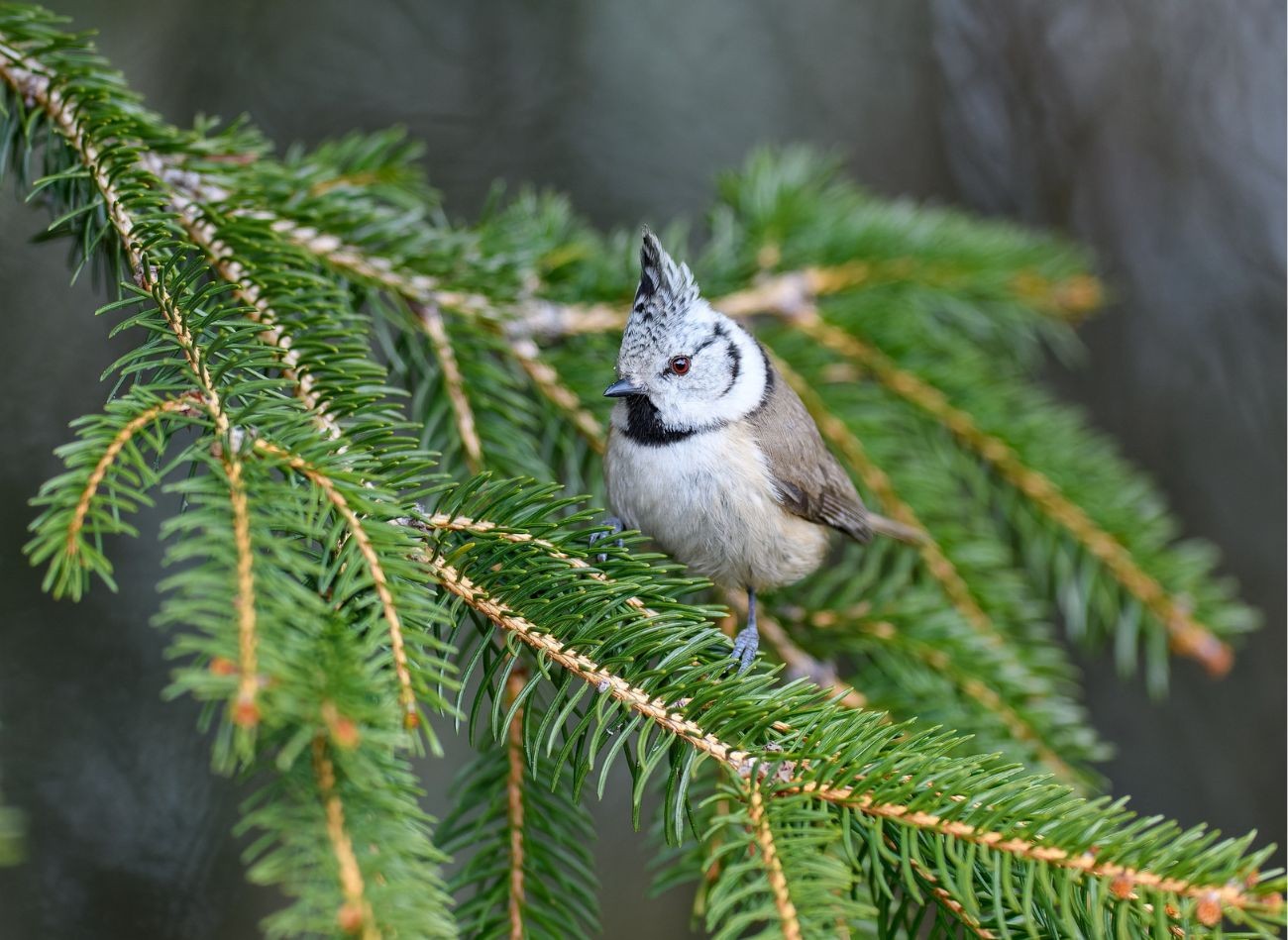 Krásná chocholatá sýkorka se vyskytuje pouze v Evropě. Pokud budete mít štěstí, přiletí k vašemu krmítku.