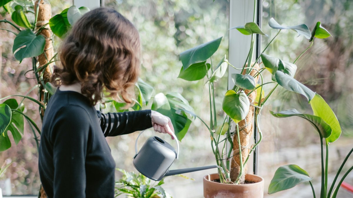 Není to voda z vodovodu: jaká voda je nejvhodnější pro zalévání rostlin?