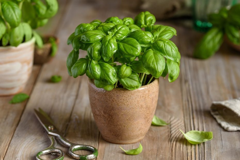 Ani v obývacím pokoji, ani na terase: kde v domě je nejlepší umístit bazalku, aby přinášela štěstí