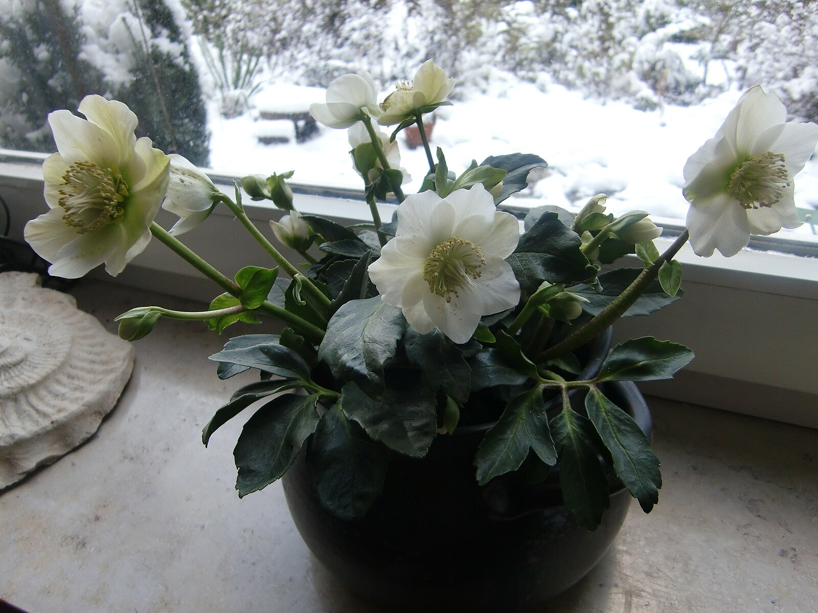 Vánoční růže předčí růži. Je mrazuvzdorná a kvete celou zimu.