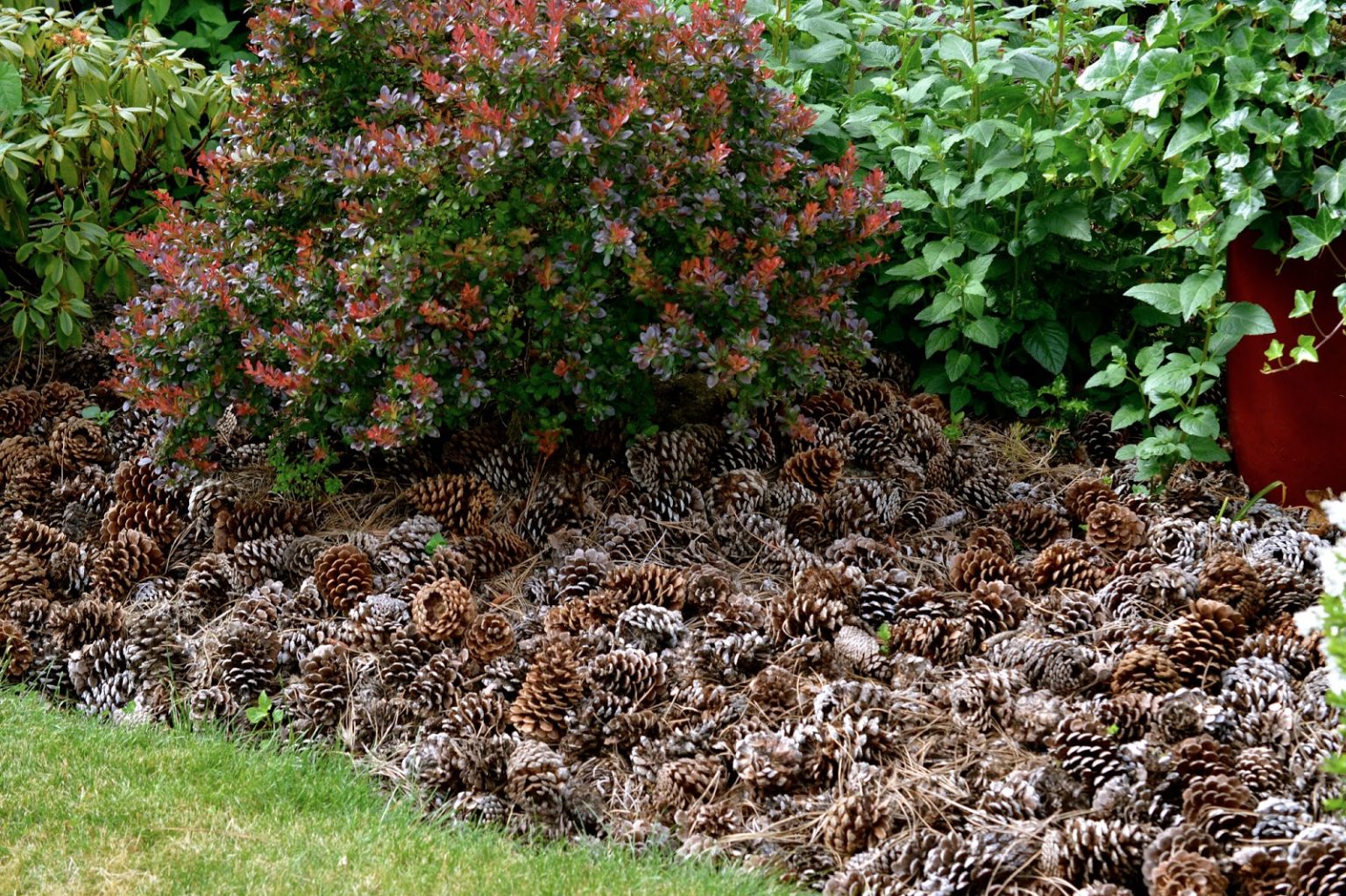 Seberte ji z chodníku a rozhoďte po zahradě. Tato vrstva mulče pomůže vašim rostlinám vytvořit na jaře více výhonků.
