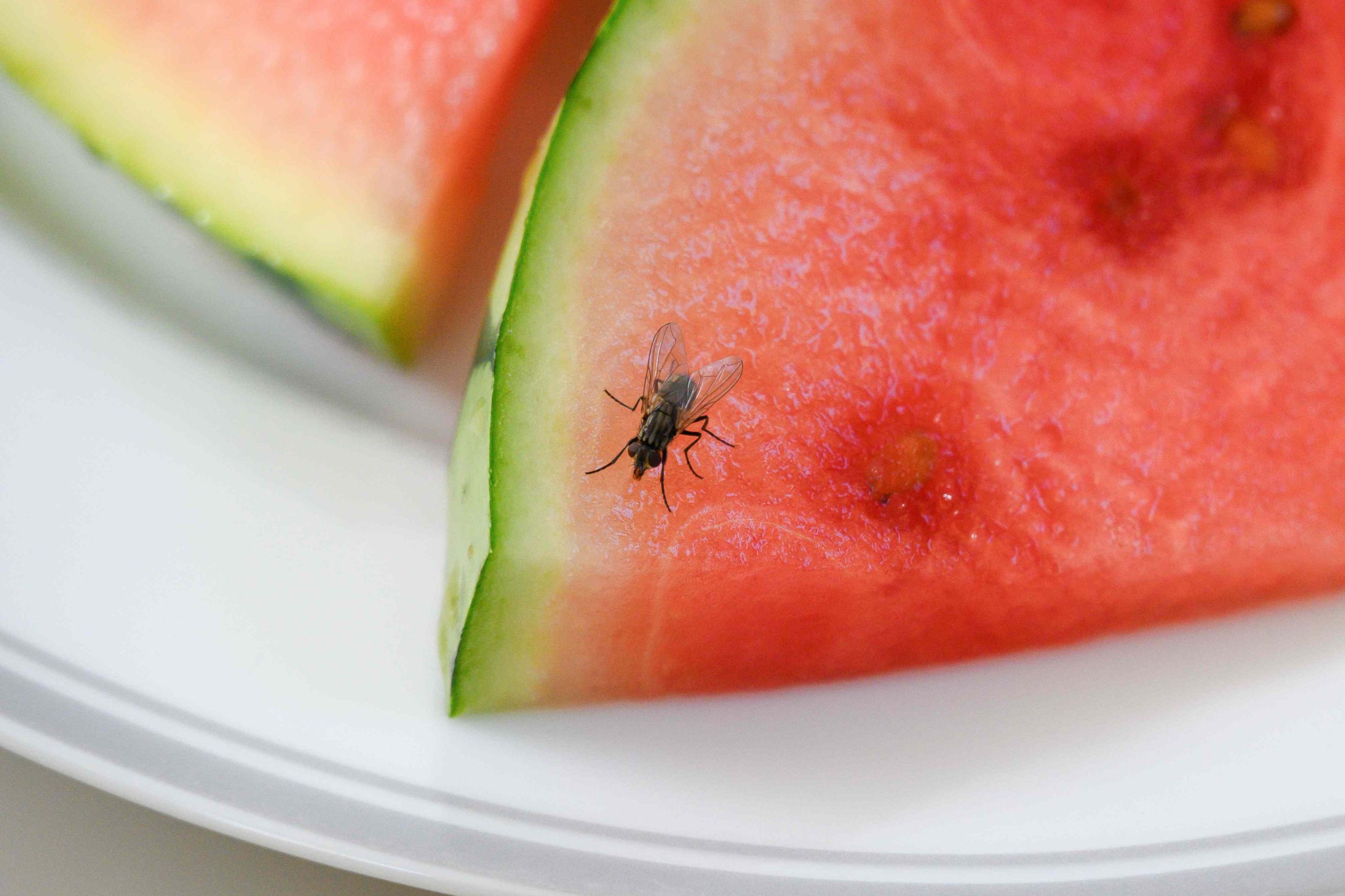 Toto je nejjednodušší způsob, jak odradit mouchy z kuchyně.