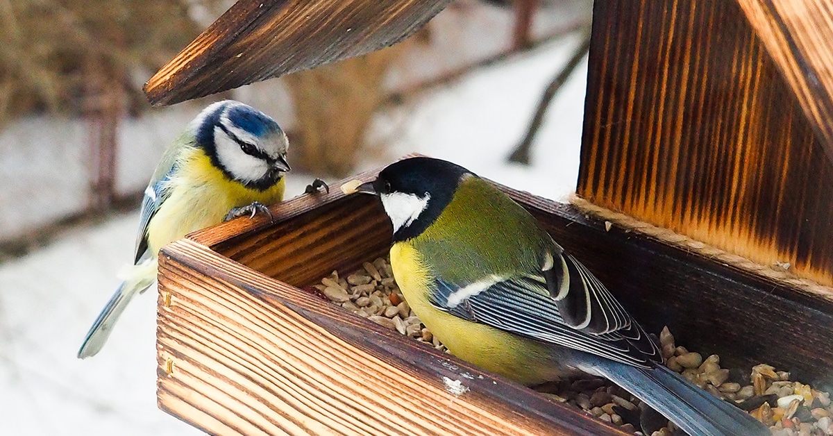 Jak zajistit ptákům vodu v zimě, aniž by byla ohrožena jejich bezpečnost.