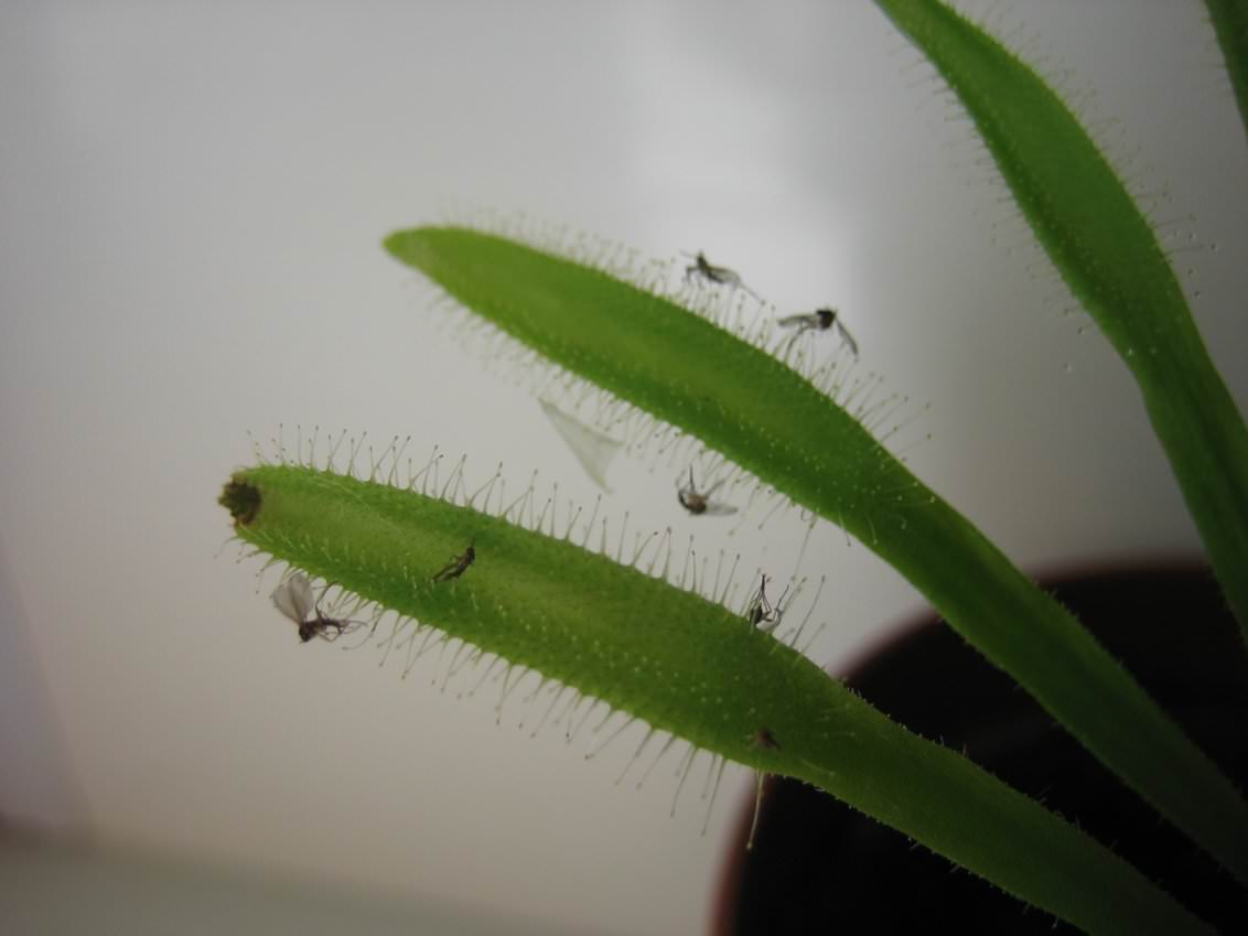 Zemní červi utekli z květináčů, kde roste paprika. Stačilo přidat špetku do země