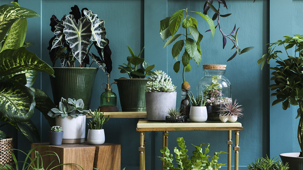 Co znamená mít doma hodně rostlin z psychologického hlediska?