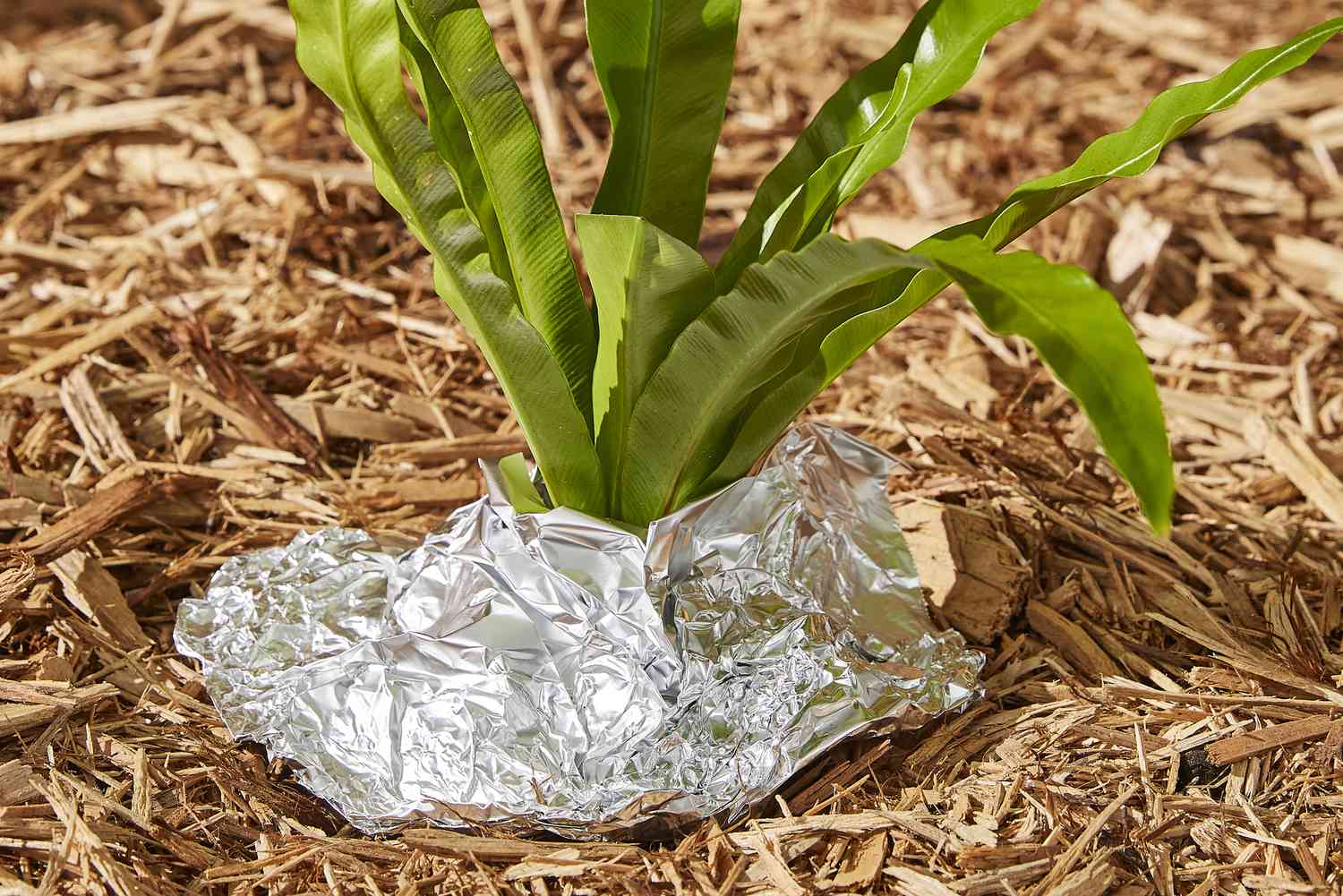 Říká se, že hliníková fólie v květináčích pomáhá proti škůdcům – názor odborníků je jednoznačný.