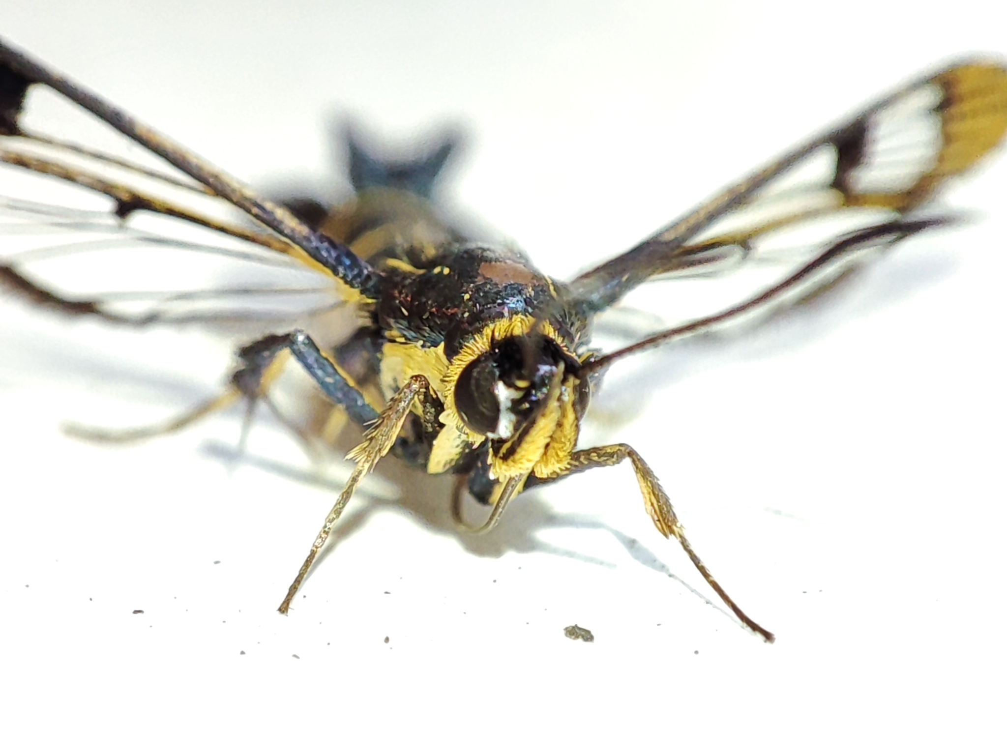 Hledají ohrožené polní květiny a nacházejí „ďábelské“ hmyz, který byl dosud neznámý.