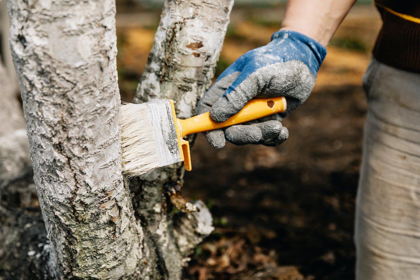 Jak připravit ovocný strom na bílení? Co dělat, když je kůra poškozená