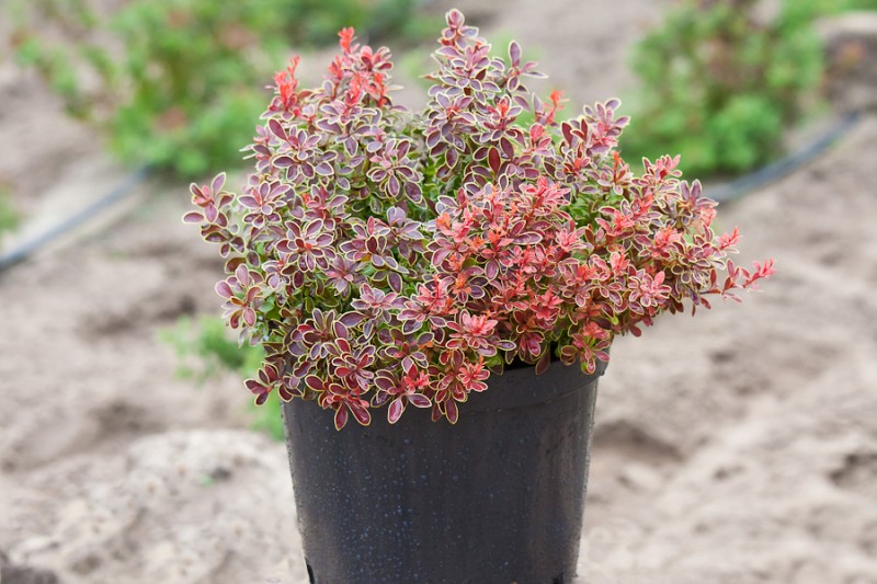 Poslední šance! Tyto úpravy zachrání barberry před zimou – zahradníci to dělají v listopadu.