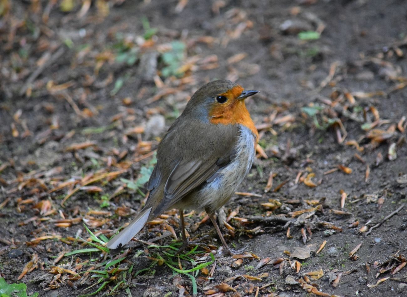 Nechte jim v krmítku pořádnou hrst. Brkoslavové to milují, budou přilétat pravidelně