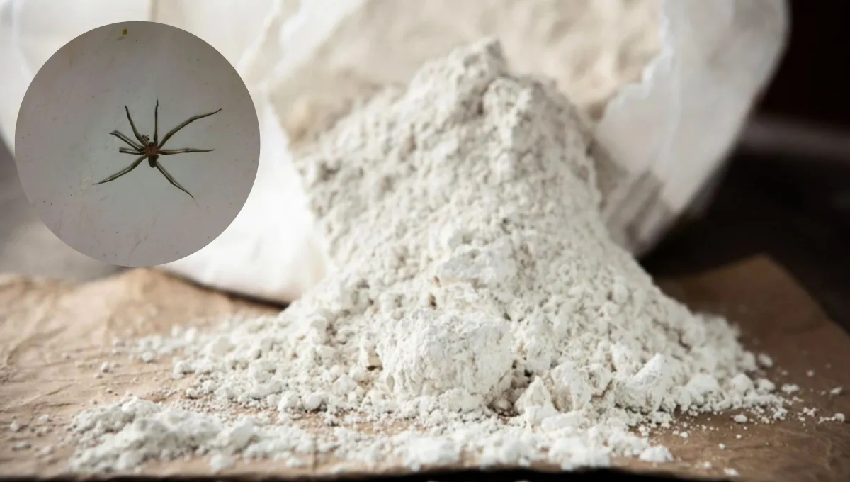 Jak se zbavit hnědých pavouků poustevníků pomocí křemeliny: účinný domácí prostředek