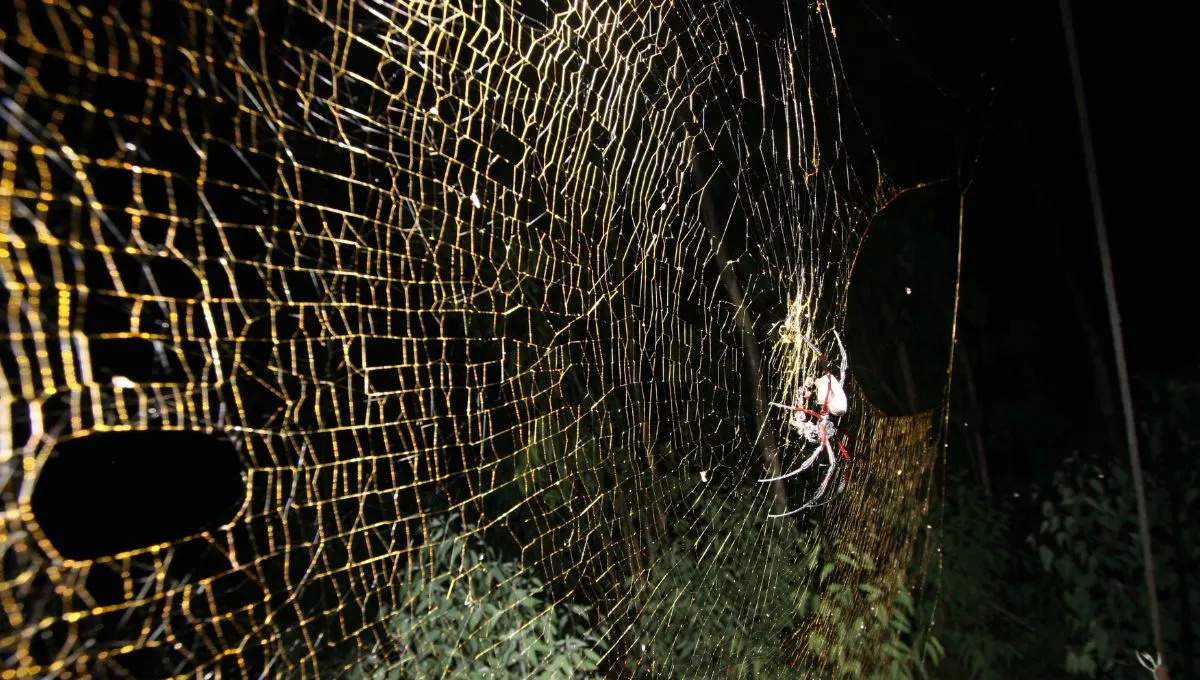 Největší pavučina na planetě Zemi: 10krát pevnější než ocel a 106 metrů čtverečních