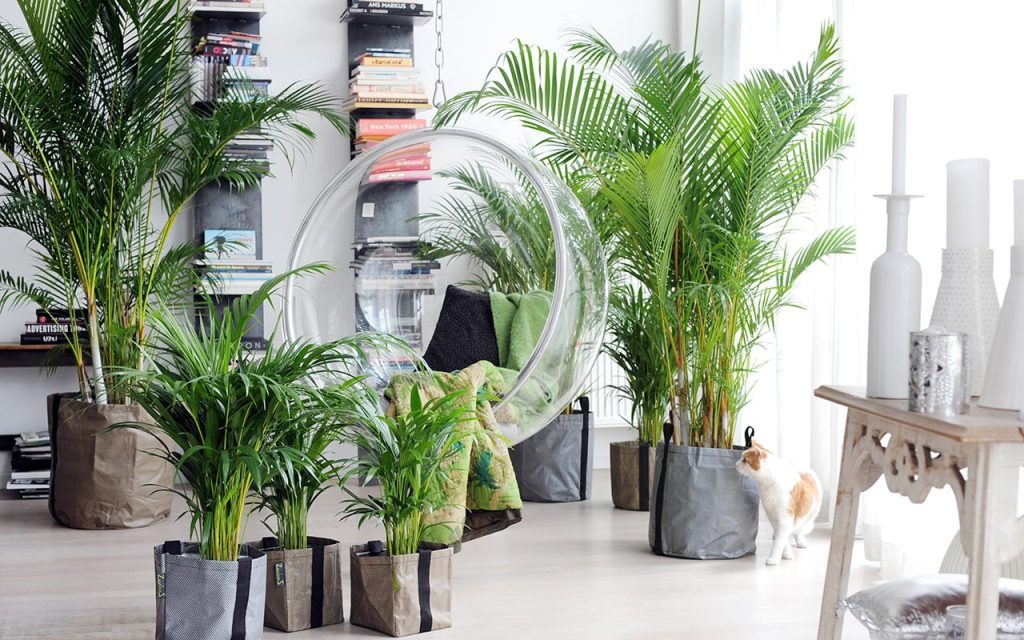 „Jejich vliv na vlhkost vzduchu mě ohromil“: tyto pokojové rostliny rostou i v bytech, které jsou v zimě uzavřené.