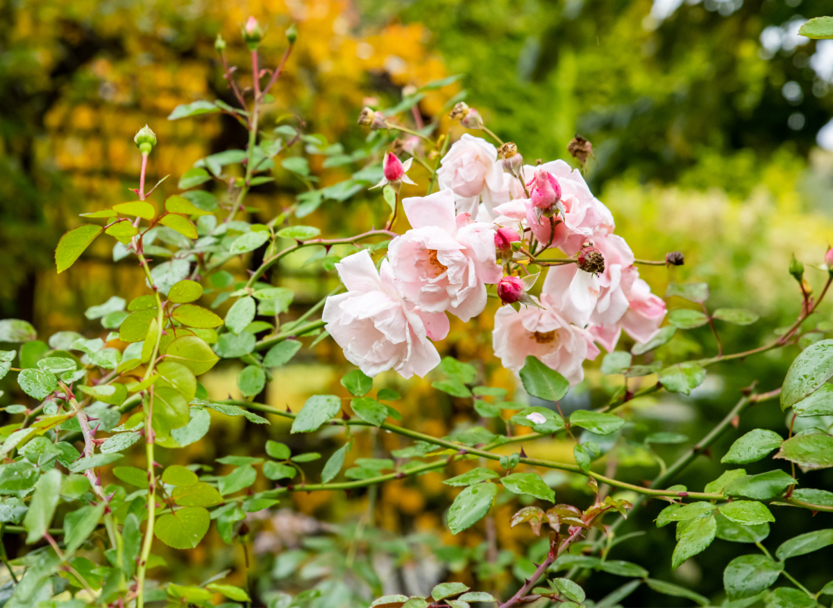 Nevyhazujte je do odpadu, využijte je v zahradě. Jsou skvělou izolací a ochranou rostlin na zimu