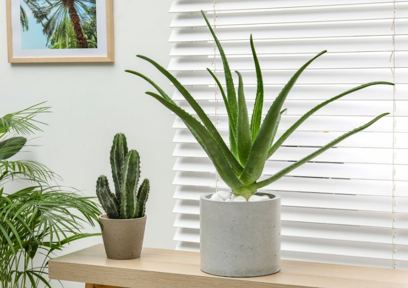 Nečekejte, až aloe zvadne. Jak zalévat aloe, aby zůstala v dobrém stavu?