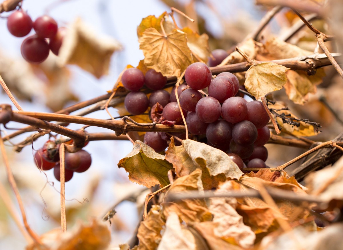 Jak chránit vinnou révu v zimě? Sklízení a zakrytí vinné révy.