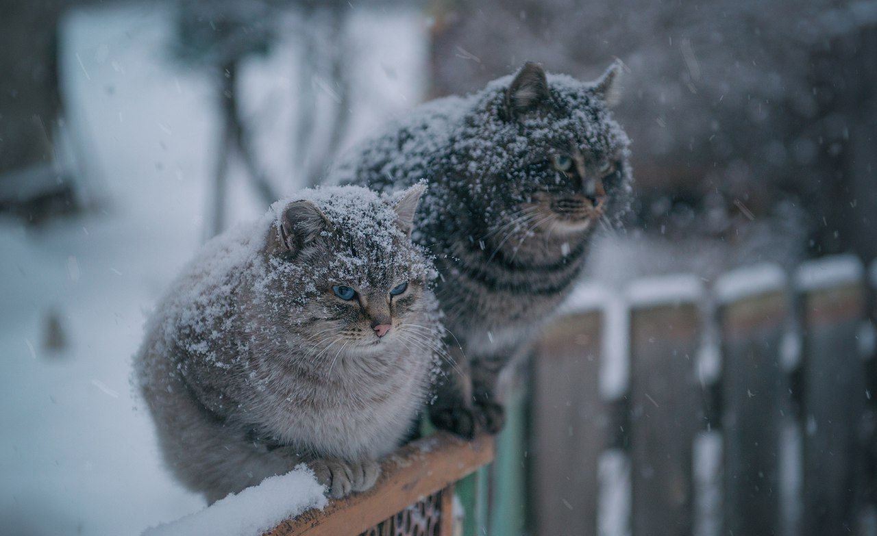 Dlouho očekávaná zima přichází do České republiky a s sebou přináší nekonečné sněhové srážky, které potrvají téměř celý týden.