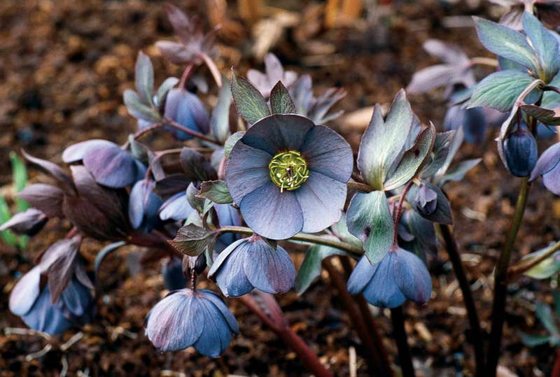 Zapomeňte na jetel, tato rostlina je ještě krásnější. Kvete celou zimu.