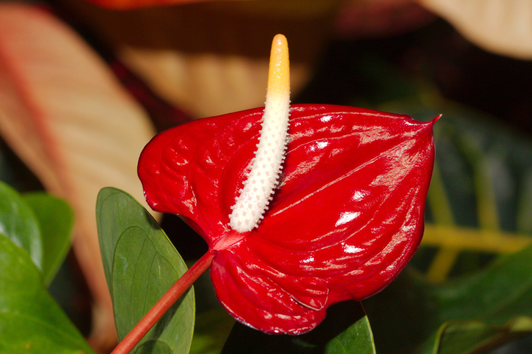 Dopřejte si sklenici anthuria. Brzy nebudete schopni spočítat všechny květy.