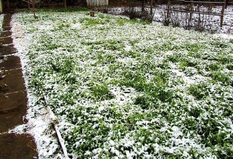 Proč není nikdy pozdě na výsev zelených plodin, ani v zimě