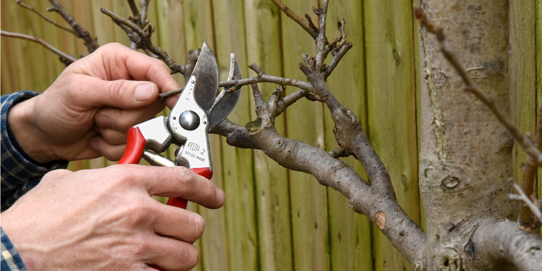 Aby vaše stromy a keře bezpečně přečkaly zimu, nezapomeňte je v listopadu ostříhat – je to poslední termín před mrazem.