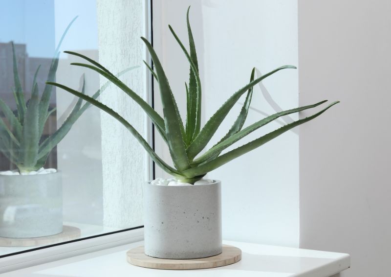 Nečekejte, až aloe zvadne. Jak zalévat aloe, aby zůstala v dobrém stavu?