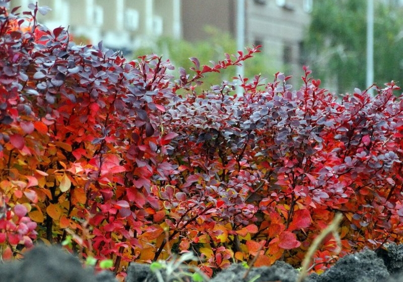 Poslední šance! Tyto úpravy zachrání barberry před zimou – zahradníci to dělají v listopadu.