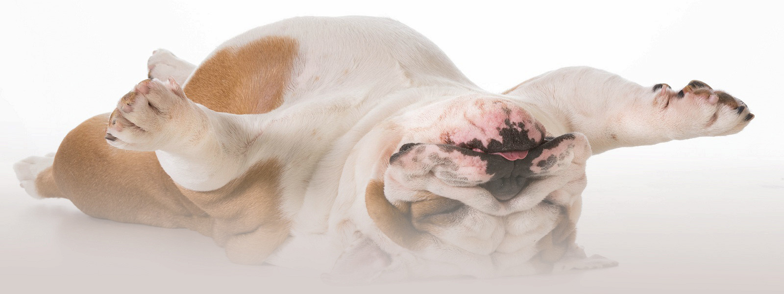 Co to znamená, když vám váš pes neustále ukazuje břicho, podle odborníků na chování psů