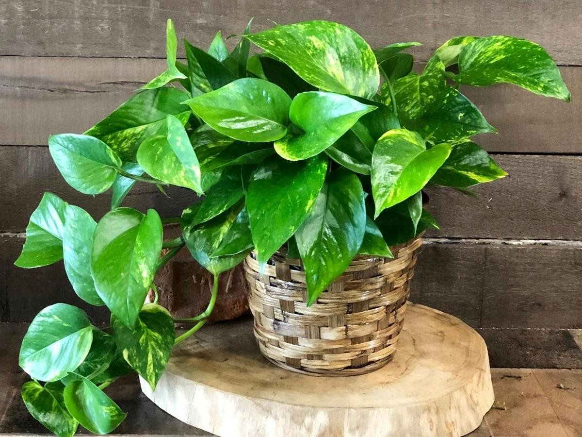 Čistí vzduch a zlepšuje náladu. Ideální rostlina pro malý byt.