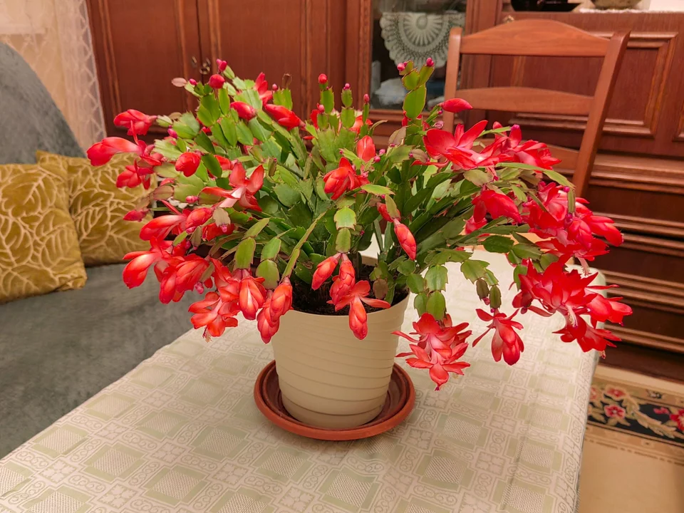 Zalijte fíkus „černou vodou“ – nové poupata se objeví za několik dní