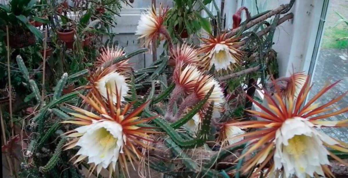 Tato rostlina kvete pouze v noci. Vypadá úchvatně, ale je velmi náročná.